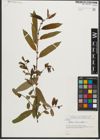 Foto von Salix triandra L.
